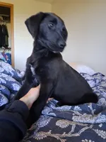 Tito, a male German Shepherd Dog and Labrador Retriever for sale in Winlock, WA – 2 of 6