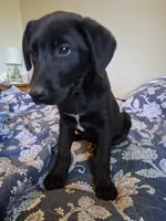 Tucker, a male German Shepherd Dog and Labrador Retriever for sale in Winlock, WA – 6 of 6