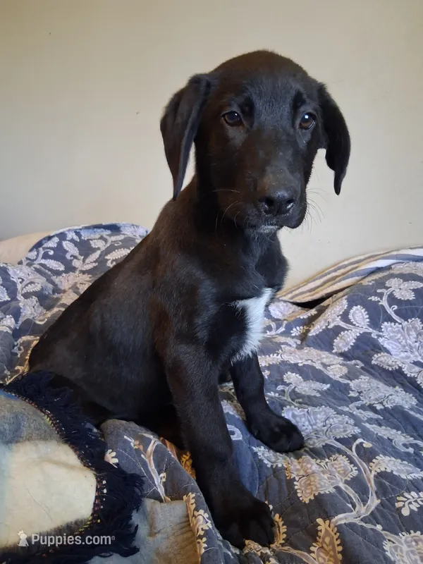 Trigger – German Shepherd Dog, Labrador Retriever puppy for sale in Winlock, WA
