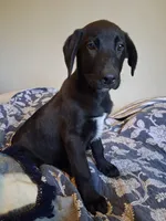 Trigger, a male German Shepherd Dog and Labrador Retriever for sale in Winlock, WA – 1 of 5