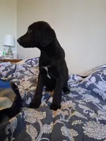 Tucker, a male German Shepherd Dog and Labrador Retriever for sale in Winlock, WA – 3 of 6
