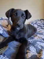 Rigby, a male German Shepherd Dog and Labrador Retriever for sale in Winlock, WA – 4 of 6
