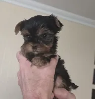 AKC Honey, a female Yorkshire Terrier for sale in Philadelphia, PA – 3 of 4