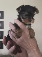 AKC Beau, a male Yorkshire Terrier for sale in Philadelphia, PA – 2 of 4