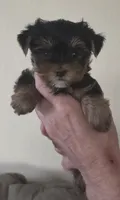 AKC Maisie, a female Yorkshire Terrier for sale in Philadelphia, PA – 2 of 4