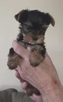 AKC Beau, a male Yorkshire Terrier for sale in Philadelphia, PA – 3 of 4