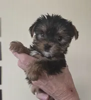 AKC Milo, a male Yorkshire Terrier for sale in Philadelphia, PA – 3 of 4