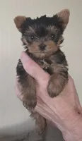 AKC Nugget, a male Yorkshire Terrier for sale in Philadelphia, PA – 3 of 4