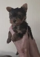 AKC Nugget, a male Yorkshire Terrier for sale in Philadelphia, PA – 4 of 4
