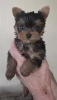 AKC Nugget, a male Yorkshire Terrier for sale in Philadelphia, PA – 2 of 4