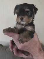 AKC Trixie, a female Yorkshire Terrier for sale in Philadelphia, PA – 4 of 4