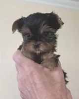 AKC Honey, a female Yorkshire Terrier for sale in Philadelphia, PA – 1 of 4