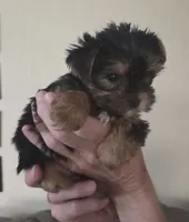 AKC Milo, a male Yorkshire Terrier for sale in Philadelphia, PA – 2 of 4