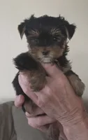 AKC Maisie, a female Yorkshire Terrier for sale in Philadelphia, PA – 4 of 4