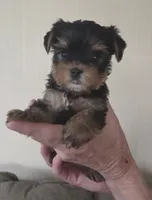 AKC Trixie, a female Yorkshire Terrier for sale in Philadelphia, PA – 3 of 4