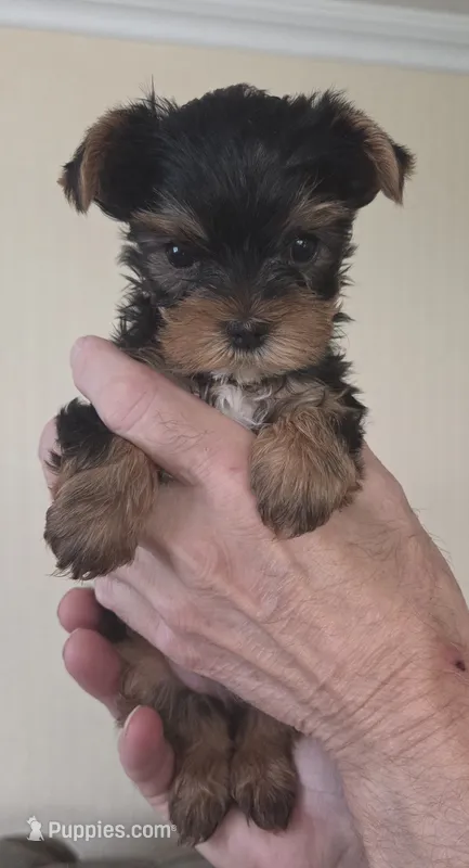 AKC Beau – Yorkshire Terrier puppy for sale in Philadelphia, PA