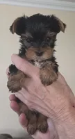 AKC Beau, a male Yorkshire Terrier for sale in Philadelphia, PA – 1 of 4