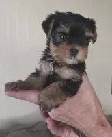 AKC Trixie, a female Yorkshire Terrier for sale in Philadelphia, PA – 2 of 4