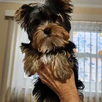 AKC Freddie, a female Yorkshire Terrier for sale in Philadelphia, PA – Photo 1 of 3