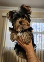 AKC Freddie, a female Yorkshire Terrier for sale in Philadelphia, PA – Photo 1 of 3