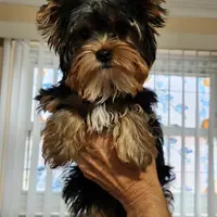 AKC Freddie, a female Yorkshire Terrier for sale in Philadelphia, PA – Photo 3 of 3