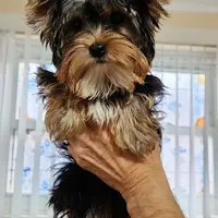AKC Freddie, a female Yorkshire Terrier for sale in Philadelphia, PA – Photo 2 of 3