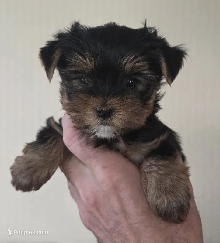 AKC Maisie – Yorkshire Terrier puppy for sale in Philadelphia, PA