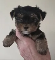 AKC Maisie, a female Yorkshire Terrier for sale in Philadelphia, PA – 1 of 4