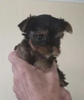 AKC Honey, a female Yorkshire Terrier for sale in Philadelphia, PA – 4 of 4