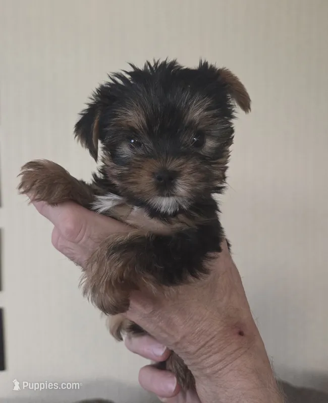 AKC Milo – Yorkshire Terrier puppy for sale in Philadelphia, PA