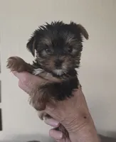 AKC Milo, a male Yorkshire Terrier for sale in Philadelphia, PA – 1 of 4