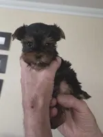 AKC Honey, a female Yorkshire Terrier for sale in Philadelphia, PA – 2 of 4
