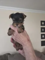 AKC Beau, a male Yorkshire Terrier for sale in Philadelphia, PA – 4 of 4