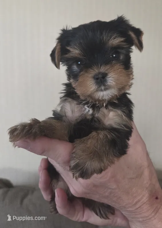 AKC Trixie – Yorkshire Terrier puppy for sale in Philadelphia, PA