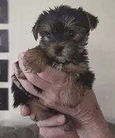 AKC Milo, a male Yorkshire Terrier for sale in Philadelphia, PA – 4 of 4