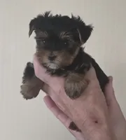 AKC Maisie, a female Yorkshire Terrier for sale in Philadelphia, PA – 3 of 4