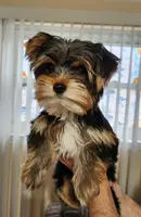 AKC Rocky, a male Yorkshire Terrier for sale in Philadelphia, PA – Photo 1 of 3