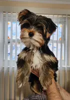 AKC Rocky, a male Yorkshire Terrier for sale in Philadelphia, PA – Photo 2 of 3