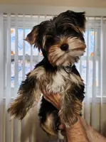 AKC Rocky, a male Yorkshire Terrier for sale in Philadelphia, PA – Photo 3 of 3