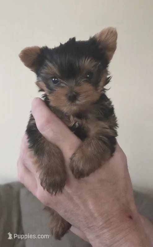 AKC Nugget – Yorkshire Terrier puppy for sale in Philadelphia, PA