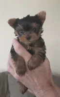 AKC Nugget, a male Yorkshire Terrier for sale in Philadelphia, PA – 1 of 4