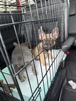 French Bulldog, a male French Bulldog for sale in Laveen, AZ – 2 of 5