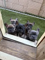 French Bulldog, a male French Bulldog for sale in Laveen, AZ – 5 of 6
