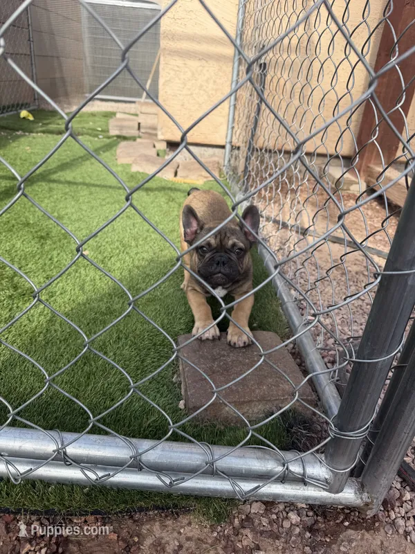French Bulldog – French Bulldog puppy for sale in Laveen, AZ