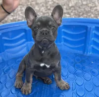 French bulldog , a male French Bulldog for sale in Laveen, AZ – 1 of 4