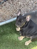 French Bulldog, a male French Bulldog for sale in Laveen, AZ – 2 of 6