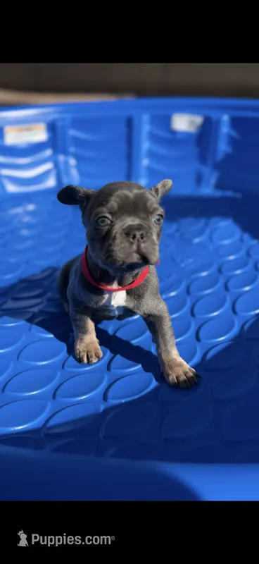 French Bulldog – French Bulldog puppy for sale in Laveen, AZ
