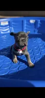 French Bulldog, a male French Bulldog for sale in Laveen, AZ – 1 of 7