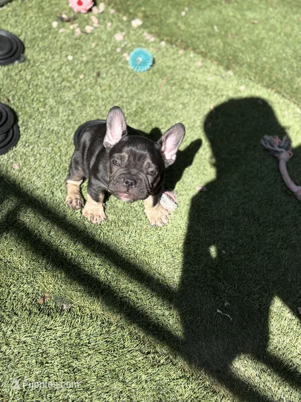 French Bulldog – French Bulldog puppy for sale in Laveen, AZ