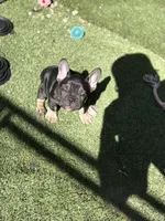 French Bulldog, a male French Bulldog for sale in Laveen, AZ – 1 of 6